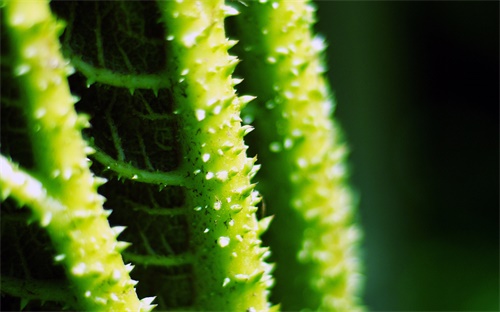生长素的生理作用 教案,植物插条生根需要留芽或去掉部分叶片